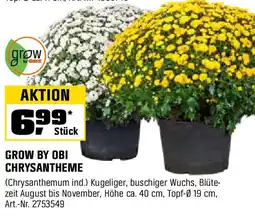 OBI Grow by obi chrysantheme Angebot