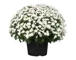 OBI Grow by Obi Chrysantheme Angebot