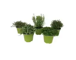 OBI Grow by Obi Kräutermischung Italienische Kräuter Angebot