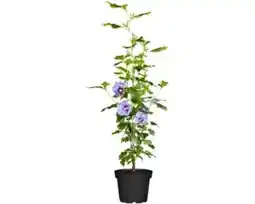OBI Grow by Obi Gartenhibiskus Angebot