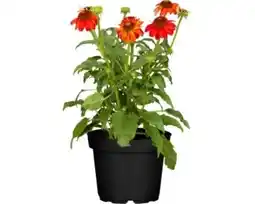 OBI Grow by Obi Sonnenhut Angebot