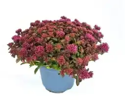 OBI Grow by Obi Fetthenne Sortenmix Angebot
