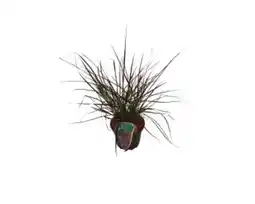 OBI Grow by Obi Lampenputzergras Fireworks Angebot