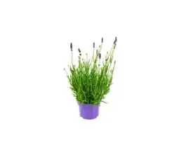 OBI Lavendel Angebot