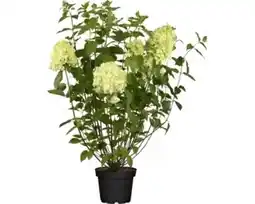 OBI Rispenhortensie Living Creations Angebot