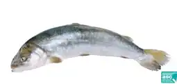 Transgourmet Vonatur Seesaiblingsfilet Angebot