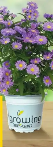 Lagerhaus Herbstastern Angebot