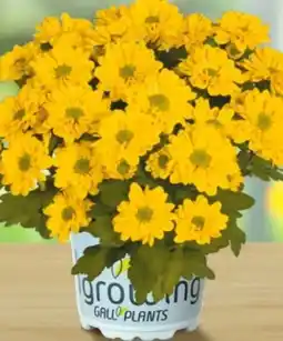Lagerhaus Chrysantheme Angebot