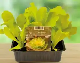 Lagerhaus Bio-Jungpflanzen Angebot