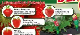 Norma Finest Garden Erdbeerpflanzen Angebot