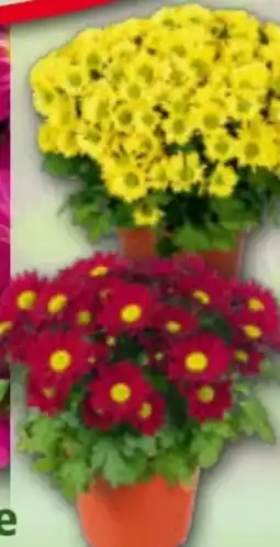 Norma Chrysanthemen Swifty Angebot