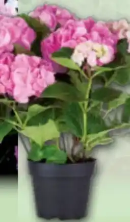 Norma Hortensie Angebot
