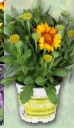 Norma Gartenstauden-Mix Angebot
