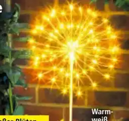 Norma I-Glow LED-Solar-Leuchte Pusteblume Angebot