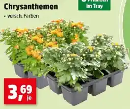 Thomas Philipps Chrysanthemen Angebot