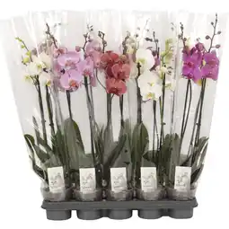 Metro Phalaenopsis versch. Höhen & Farben, Preisangabe ohne MwSt. (Preis inkl. MwSt. 9,03 €), METRO Angebot