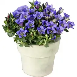 Metro Gentiana Scabra Enzian, Preisangabe ohne MwSt. (Preis inkl. MwSt. 5,98 €), METRO Angebot