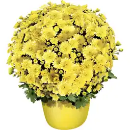 Metro Chrysantheme Mini, Preisangabe ohne MwSt. (Preis inkl. MwSt. 3,83 €), METRO Angebot