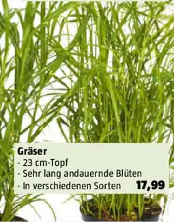 Bauhaus Gräser Angebot