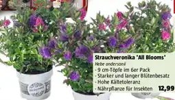 Bauhaus Strauchveronika 'All Blooms Angebot