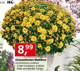 Bauhaus Chrysanthemen Multiflora Angebot