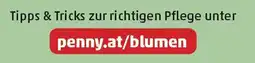 PENNY penny.at/blumen Angebot
