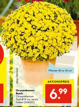 Hellweg Chrysanthemen Busch Angebot