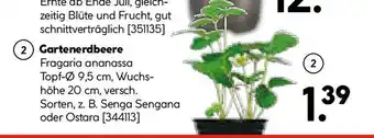 Hellweg Gartenerdbeere Angebot