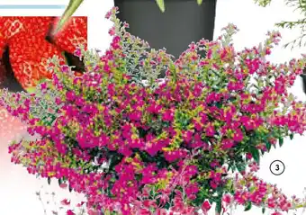 Hellweg Japanische Scheinmyrthe „Flori Glory" Angebot