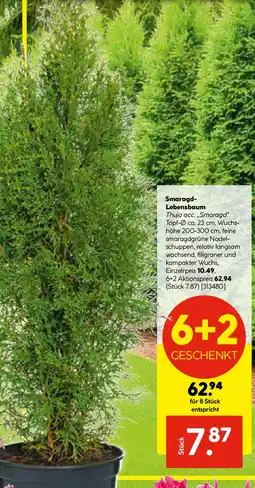 Hellweg Smaragd Lebensbaum Angebot
