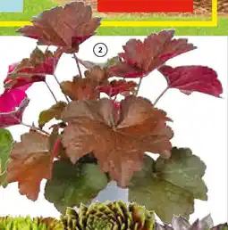 Hellweg Herbstzauber Angebot