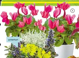 Hellweg Alpenveilchen Angebot