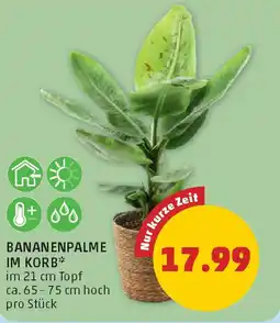 PENNY Bananenpalme im korb Angebot