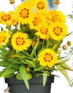 Hellweg Plantiflor Staudenmix Indian Summer Angebot
