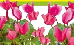 Hellweg Plantiflor Alpenveilchen Angebot