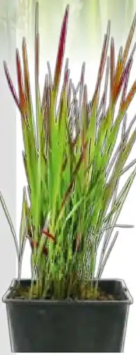 Hellweg Plantiflor Ruten-Hirse Angebot