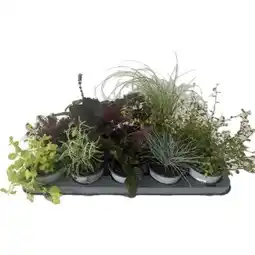 Hellweg Plantiflor Herbstzauber Angebot