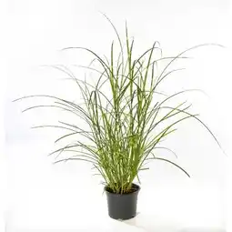 Hellweg Plantiflor Solitär-Gräser Angebot