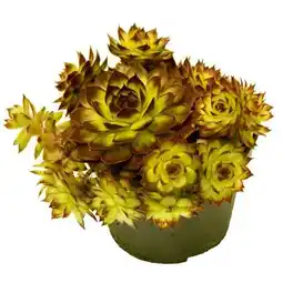 Hellweg Plantiflor Hauswurz Angebot