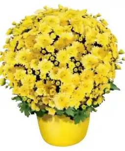 Metro Mini Chrysanthemenbusch Angebot