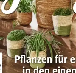 Bauhaus Grünpflanzen Mix Angebot
