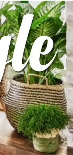 Bauhaus Areca Palme Angebot