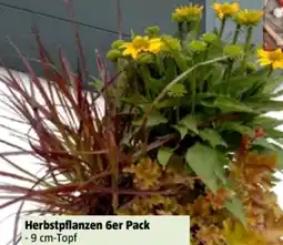 Bauhaus Herbstliches Stauden Trio Angebot