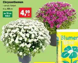 Thomas Philipps Chrysanthemen Angebot