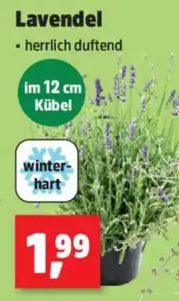 Thomas Philipps Lavendel Angebot