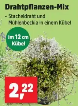 Thomas Philipps Drahtpflanzen Mix Angebot