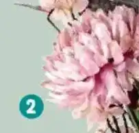 Thomas Philipps Chrysanthemen Angebot