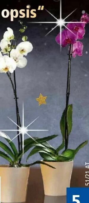 Norma Orchidee Phalaenopsis Angebot