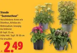 Lidl Staude Summerheat Angebot