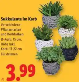 Lidl Sukkulente Angebot